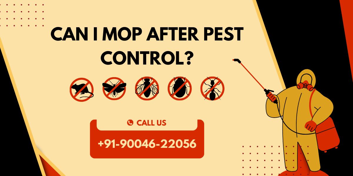 Can I Mop After Pest Control?, Pest Control In Bandra, Mumbai