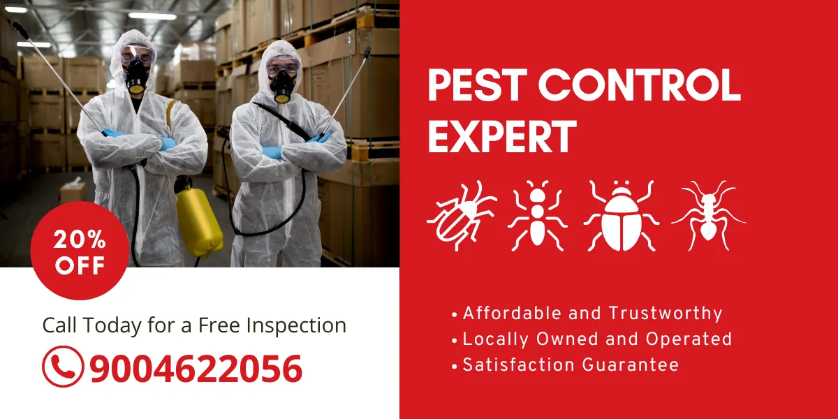 Most Common Household Pest In Mumbai - Pest Control Experts 